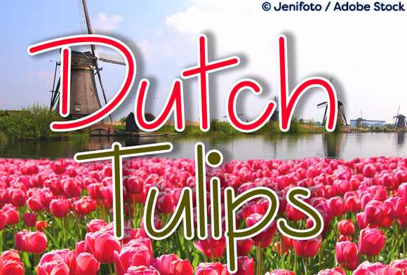 Dutch Tulips: A Versatile Script Font for Web Design
